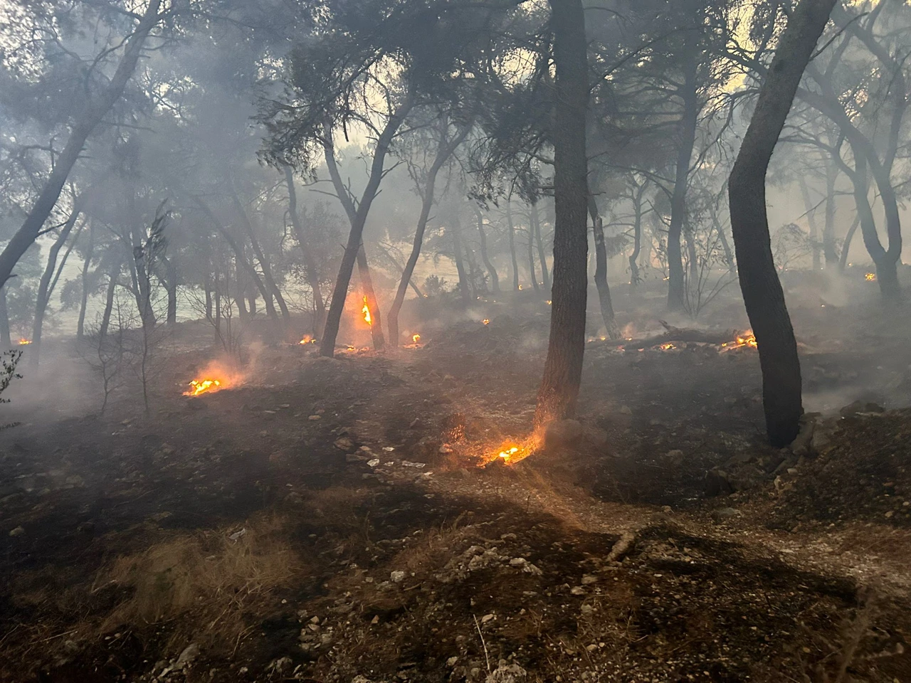 Veliki požar kod Trogira pod kontrolom vatrogasaca , Foto: Duje Klarić /Cropix