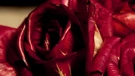 La rosa di Gorizia