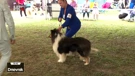 Osijek domaćin Slavonija Dog Showa: 2200 pasa iz 25 zemalja