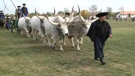 Hortobágy, pastirske svečanosti