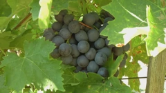 Pjenušavi doručak u erdutskom vinogorju, Foto: Regionalni dnevnik/HRT