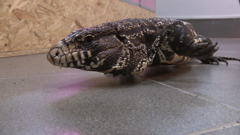 Otvoren Egzo u Puli, Foto: HRT/HRT