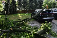 U Zagrebu stablo palo na automobil , Foto: Josip Regovic /PIXSELL