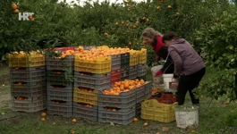 Ovih dana završit će berba mandarina u dolini Neretve. No sve je ondje iznenadila vijest iz Slovenije.