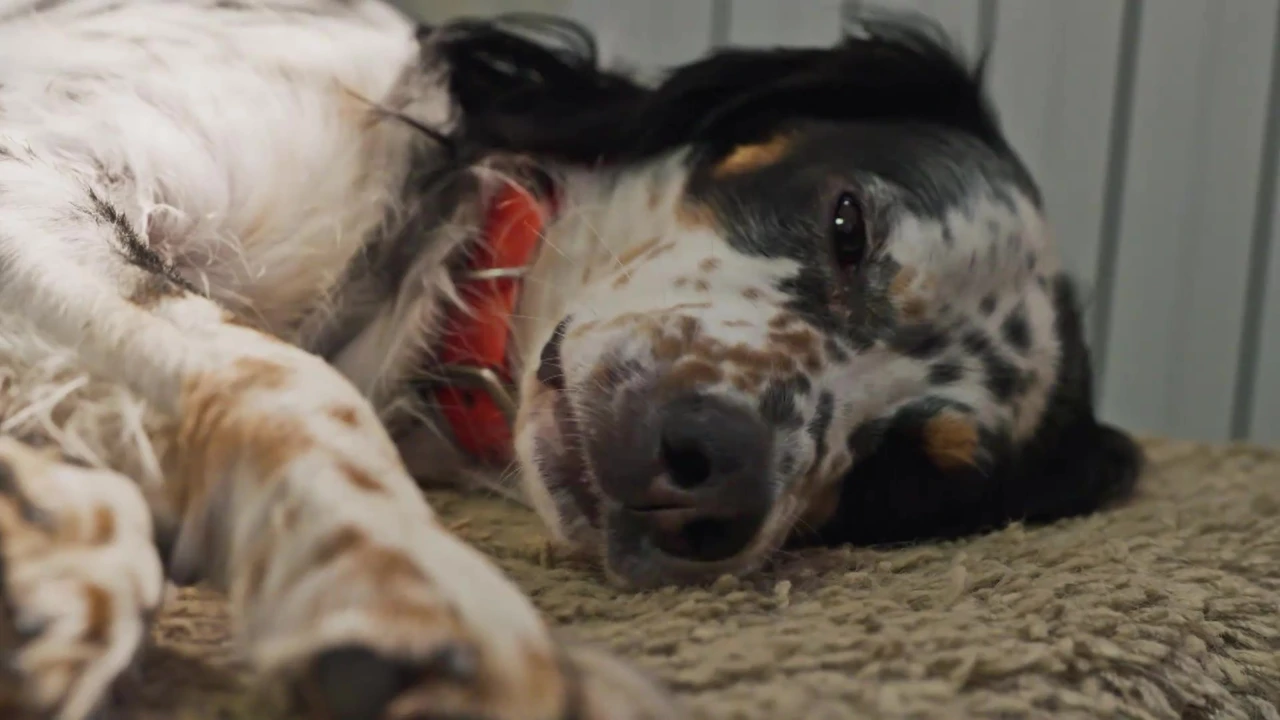 Srijeda, 18. ožujka na Prvom , Foto: Psi na zadatku/2. sezona dokumentarne serije 