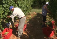 Počela je berba grožđa za pjenušac, Foto: HRT/HTV