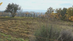 Oprtalj, Istra - divlje svinje uništavaju polja