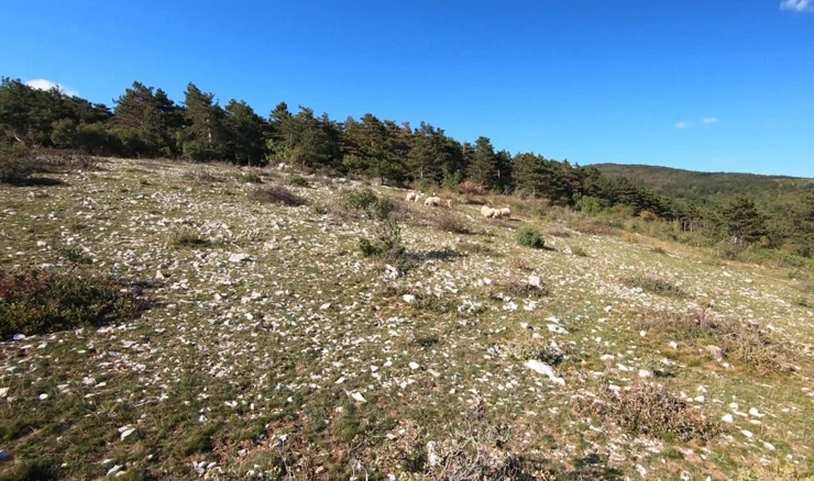 Oskudna vegetacija