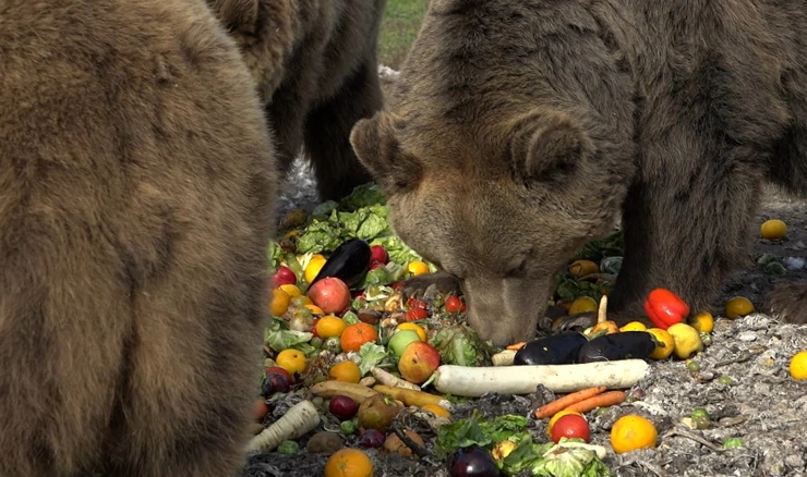 Medvjedi utočišta Veresegyházi