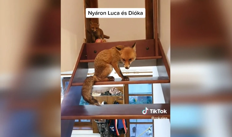 Lisice na društvenim mrežama