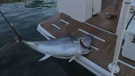 Tuna