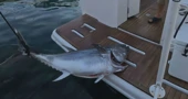 Tuna