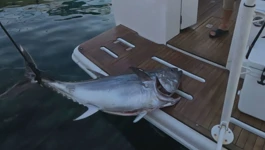 Tuna