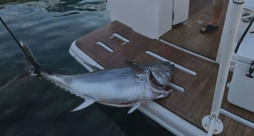 Tuna