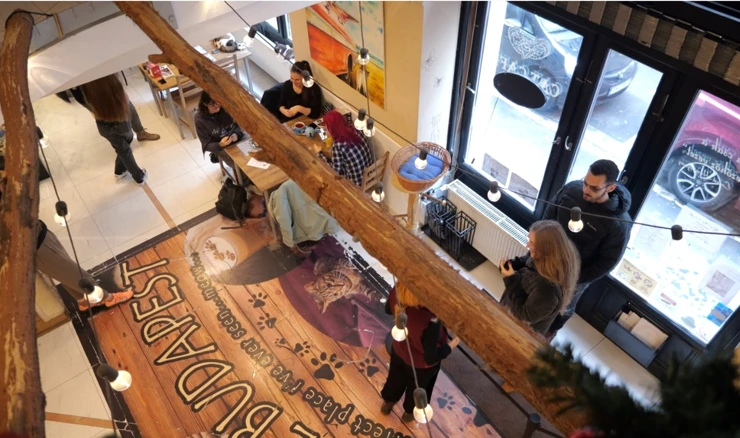 Cat Café, Budimpešta