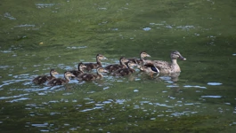 Entenfamilie
