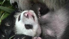 Srijeda, 16. rujna na Prvom, Foto: Četiri godišnja doba u carstvu velikih panda/dokumentarna serija