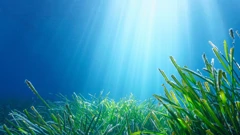 Posidonia oceanica