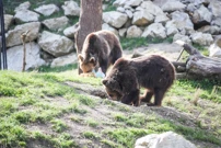 "Zekanje u ZOO", Foto: Slavko Midzor/PIXSELL