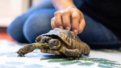 Dvoglava kornjača Janus puni 25 godina