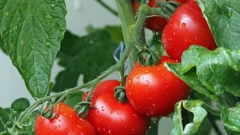 Inovativno navodnjavanje poljoprivrednih površina