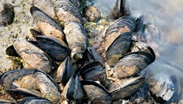 Dagnje 