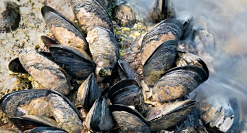 Dagnje 