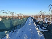 Ledena berba traminca na Principovcu, Foto: M.Milas/Radio Osijek