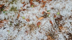 Tuča u Žminju, Foto: Klara Dujmović/HRT