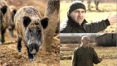 Divlje svinje stvaraju velike probleme