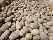 Skladište Podravke Agri u Lipovcu, Foto: M.Milas/Radio Osijek