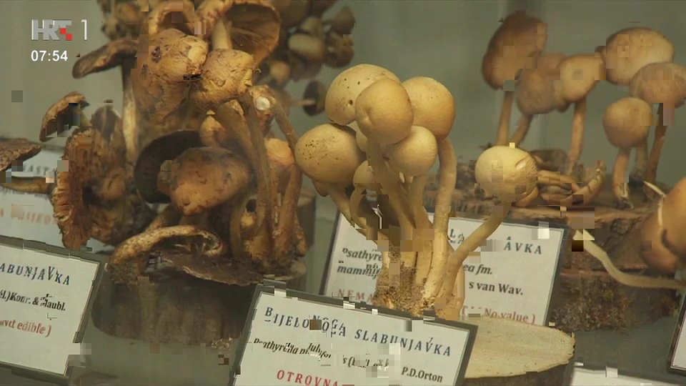 Muzej gljiva