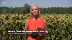 Ivana Čavlina Tomašević, Foto: Plodovi zemlje/HRT
