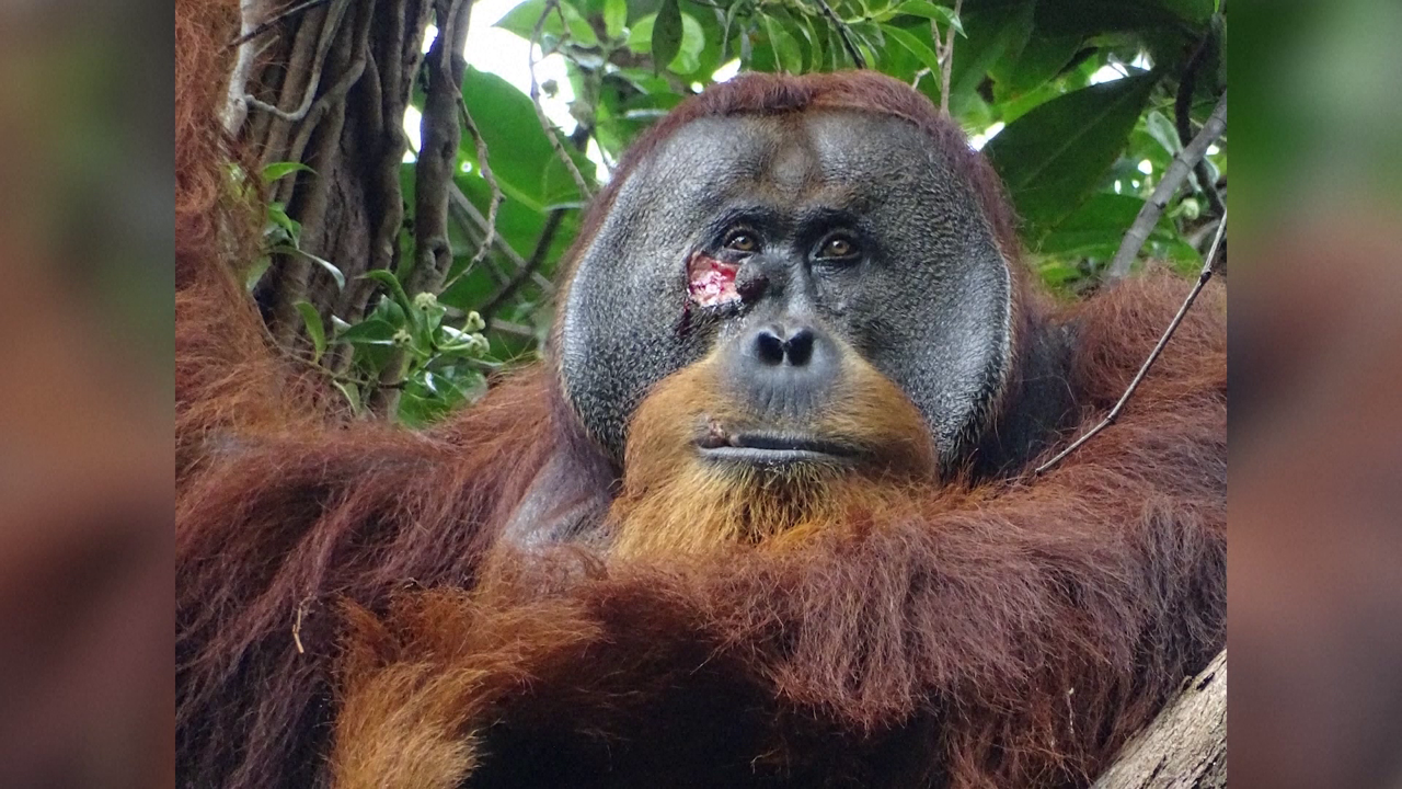 Orangutan