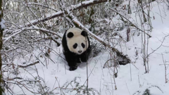 Ponedjeljak, 5. siječnja na Drugom , Foto: Četiri godišnja doba u carstvu velikih panda/dokumenarna serija 