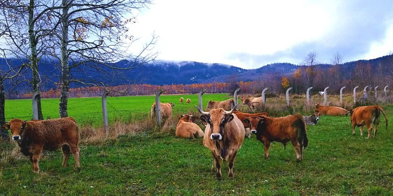 Na farmi Lužak odvija se ekološki uzgoj mesnih goveda (Foto: Nenad Lučić / HRT Radio Rijeka), Foto: -/-