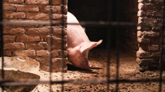  Broj zaraženih svinja znatno je pao