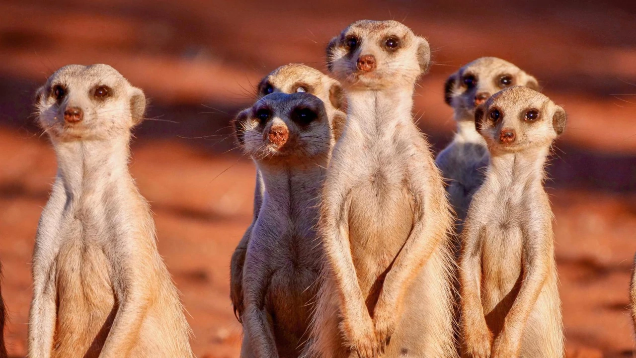Srijeda, 23. rujna na Prvom, Foto: Čudesna priroda Namibije/dokumentarni film