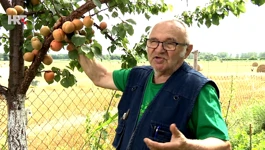 Pavle Kovačić