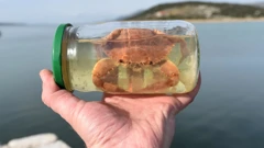 Plavi rak predstavlja prijetnju eko sustavu
