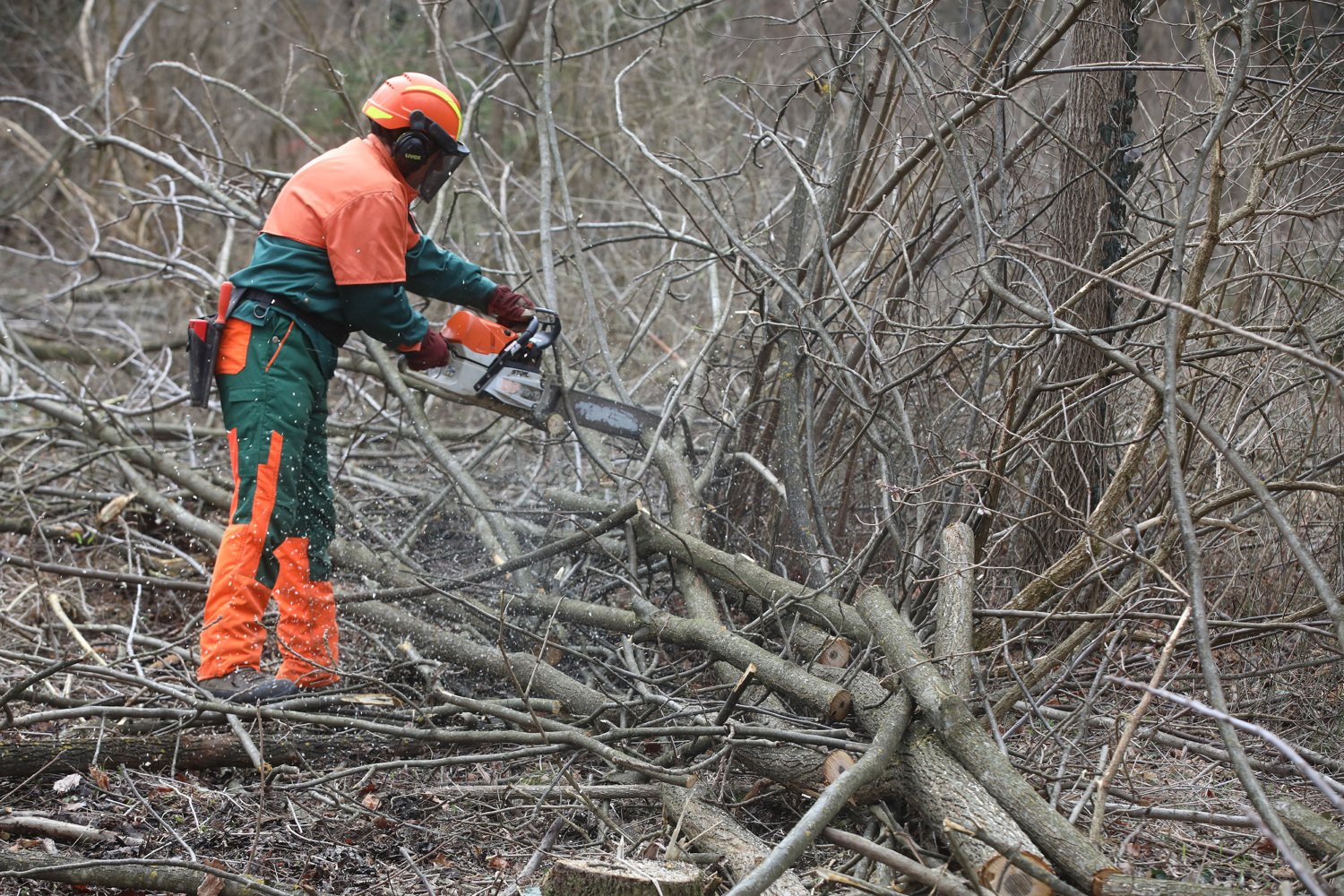 drava suma9 160226 1 20260216112339