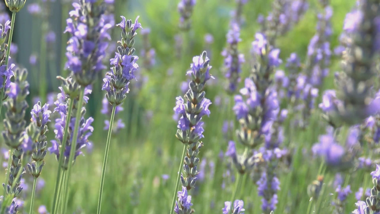 Lička lavanda, Foto: Hrvoje Matejčić/Regionalni dnevnik/HRT
