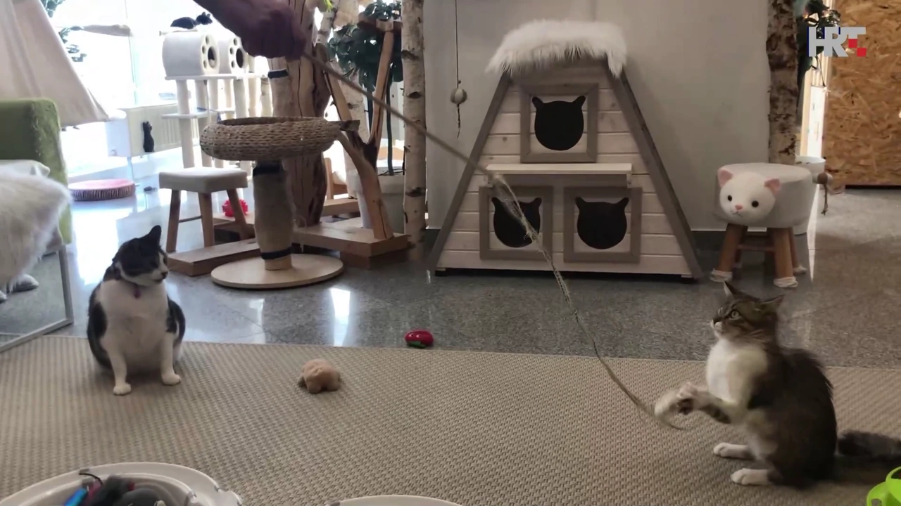 Royal Cat Hotel