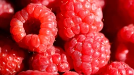 Maline