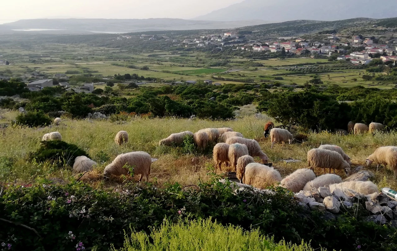 (Foto: Tatjana Rau/Glas Hrvatske)