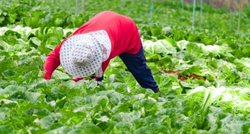 Radna snaga u poljoprivredi