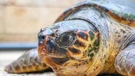 Rijetko gnijezdo glavate želve otkriveno na plaži Vela Pržina