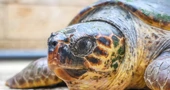 Rijetko gnijezdo glavate želve otkriveno na plaži Vela Pržina