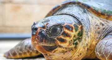 Rijetko gnijezdo glavate želve otkriveno na plaži Vela Pržina