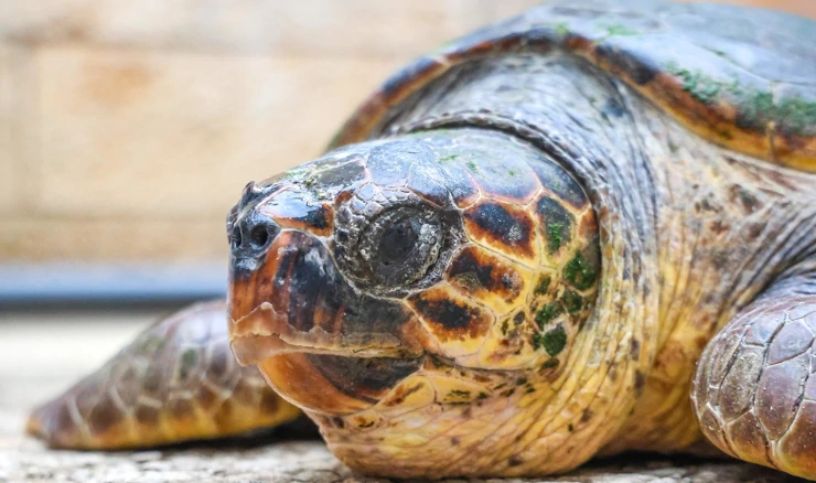 Rijetko gnijezdo glavate želve otkriveno na plaži Vela Pržina